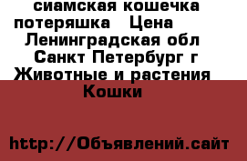 сиамская кошечка -потеряшка › Цена ­ 100 - Ленинградская обл., Санкт-Петербург г. Животные и растения » Кошки   
